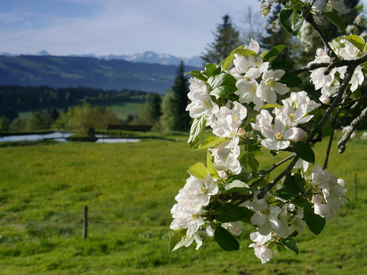 Hotel Alpenrose Fam Holzhauer sen Scheidegg Exterior foto